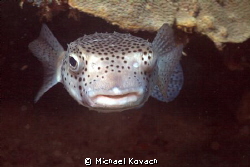 Porcupine Fish at the Fish Camp Rocks off the beach in Fo... by Michael Kovach 